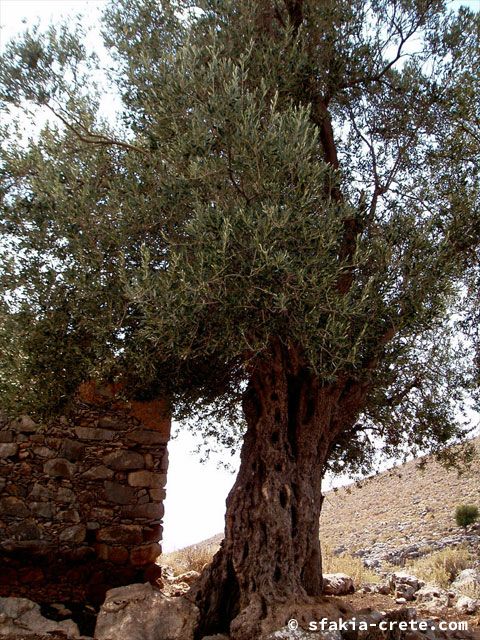 Photo report of a walk around Loutro, Sfakia, Crete, September 2008